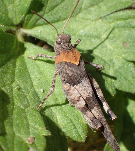 Réf. 267 158 : Oedipoda caerulescens caerulescens